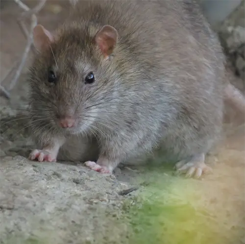 A Floridian Brown Rat