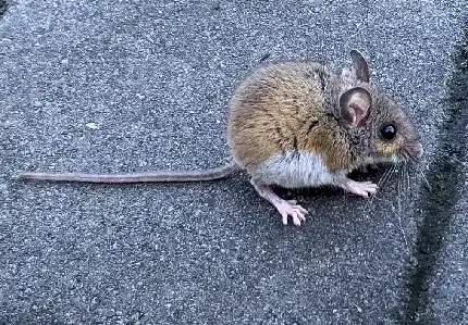 House Mouse Trapping