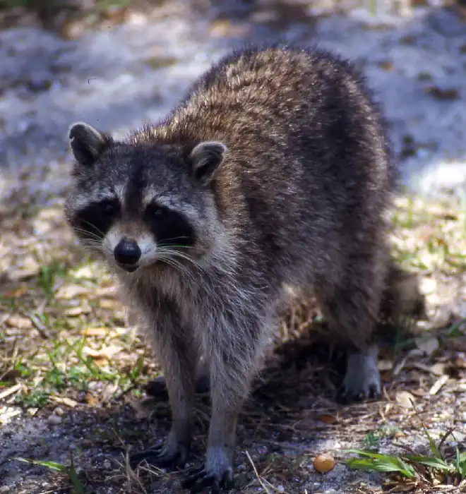 A virginian raccoon Raccoon Removal