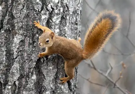 A virginian red squirrel Squirrel Removal