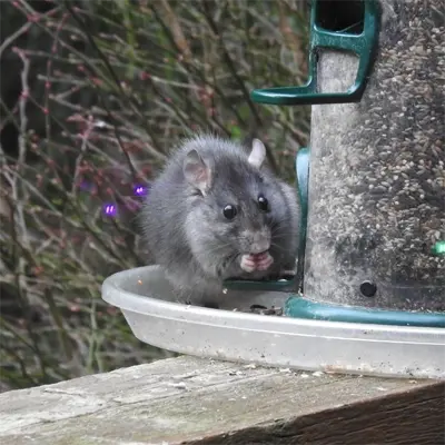 Rat Removal services in Bayshore Gardens