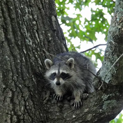 Adult Common Raccoon