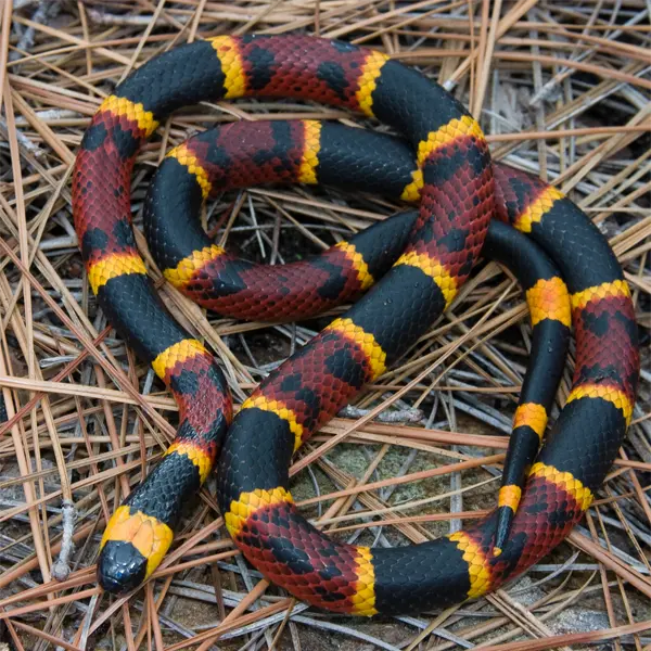 Adult Eastern Coral Snake