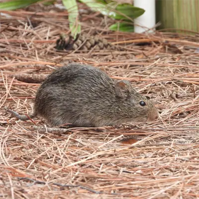 Common Nuisance Animals in Oakridge FL
