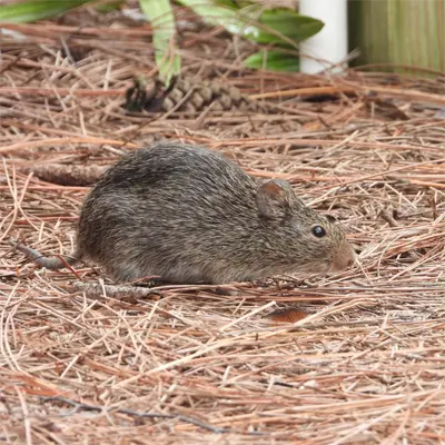 Common Nuisance Animals in Oak Land FL