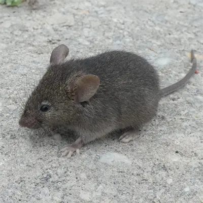Adult House Mouse