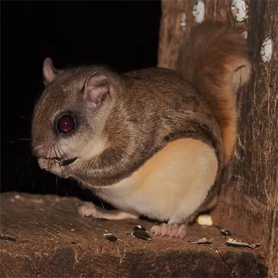Adult Southern Flying Squirrel
