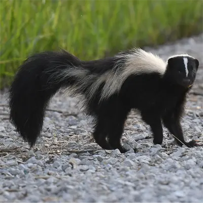 Adult Striped Skunk