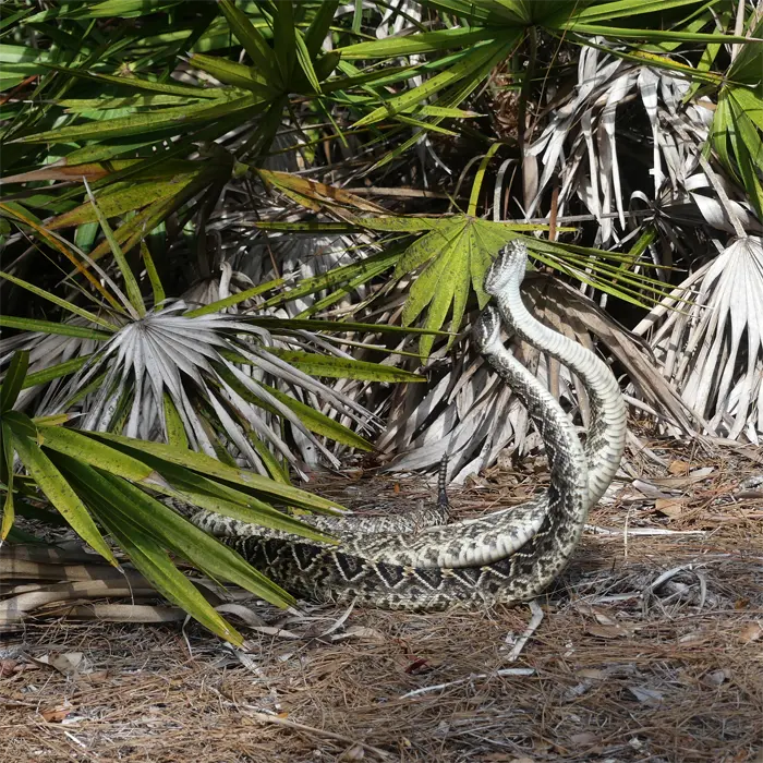 Adult eastern diamondback rattlesnake