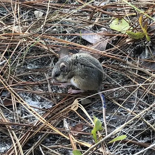 An Adult Florida Deer Mouse