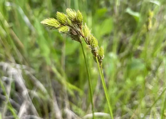 The florida Broom Sedge such as this is the preferred food for the florida Hispid Cotton Rat