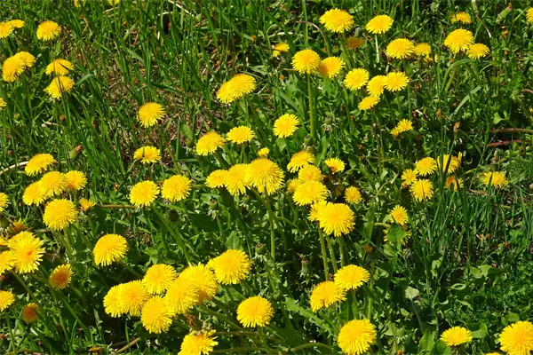 The dandelions seeds are frequently eaten by the Eastern Harvest Mouse