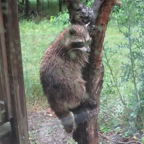 Eastern Raccoon Eastern Raccoon