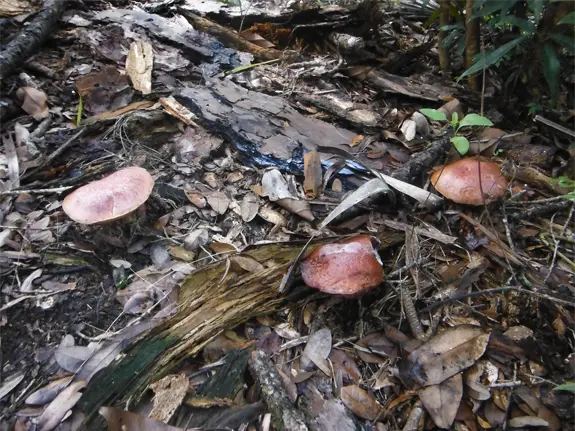 The Exsudoporus floridanus such as this is the preferred food for the Florida Cotton Mouse