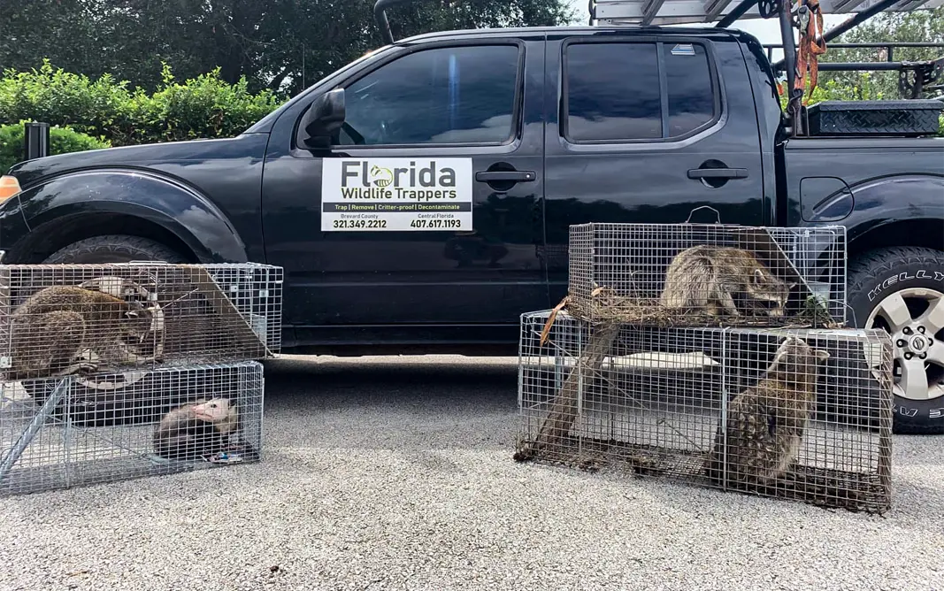 Florida Wildlife Removal Service Truck