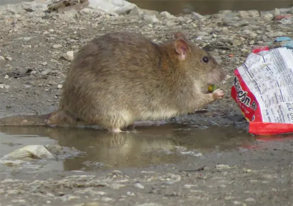 Florida Brown Rat Feeding Brown Rats such as this, are major infestors here in Florida, we get Rat Control calls from them all the time