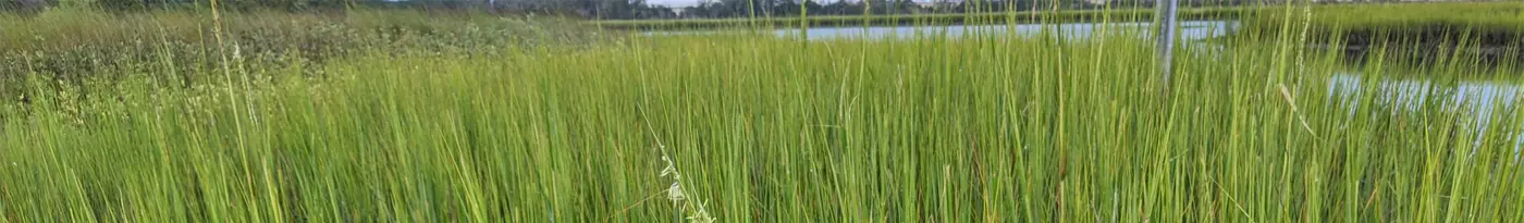 The Saltmarsh Cordgrass such as this is the preferred food for the florida marsh rat