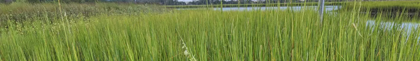 Florida Cordgrass The Saltmarsh Cordgrass such as this is the preferred food for the florida marsh rat