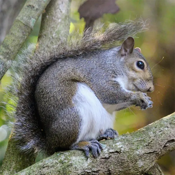 Florida Gray Squirrel