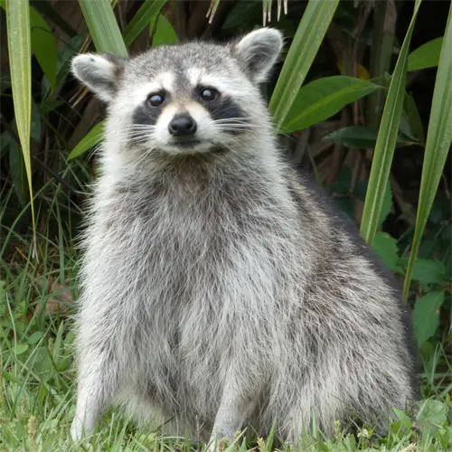 Florida Raccoon Procyon lotor