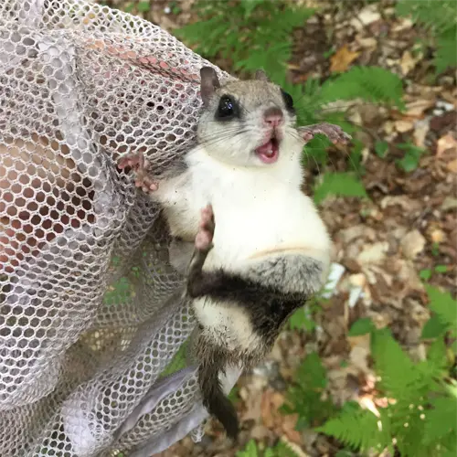 Flying Squirrel Infestation