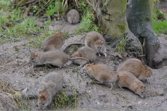 Infestation of Brown Rats Proper Rat Prevention and Rat Control is needed to prevent rat infestations such as this