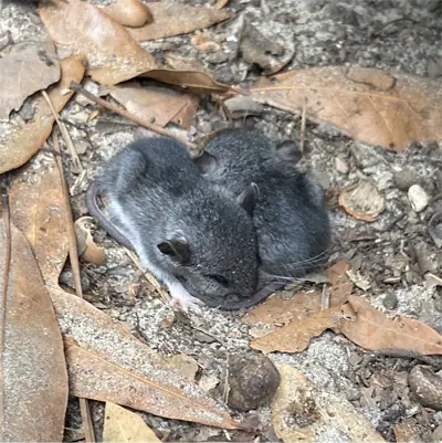 Juvenile Cotton Mouse