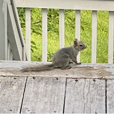 Juvenile Eastern Gray Squirrel