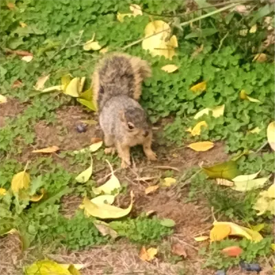 Juvenile Fox Squirrel