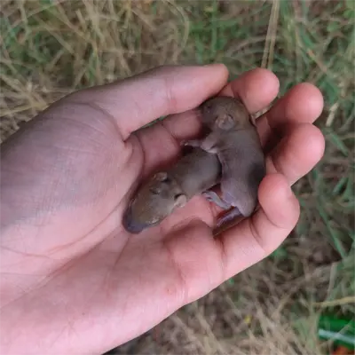 Juvenile Hispid Cotton Rat