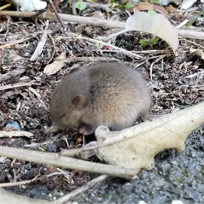 Juvenile Florida House Mouse