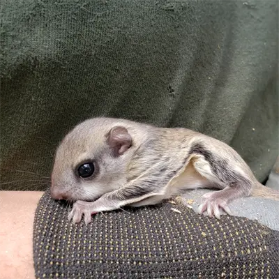 Juvenile Southern Flying Squirrel