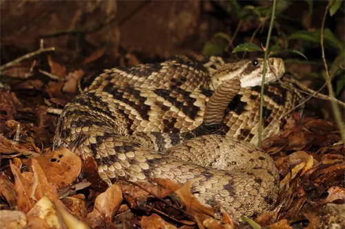 Preventing Eastern Diamondback Rattlesnakes