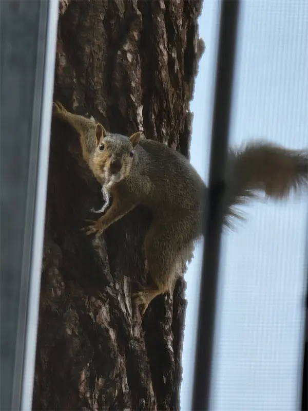 Preventing fox squirrel infestation Preventing fox squirrel infestation