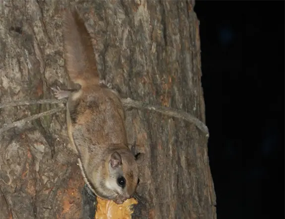 Southern Flying Squirrel Eating