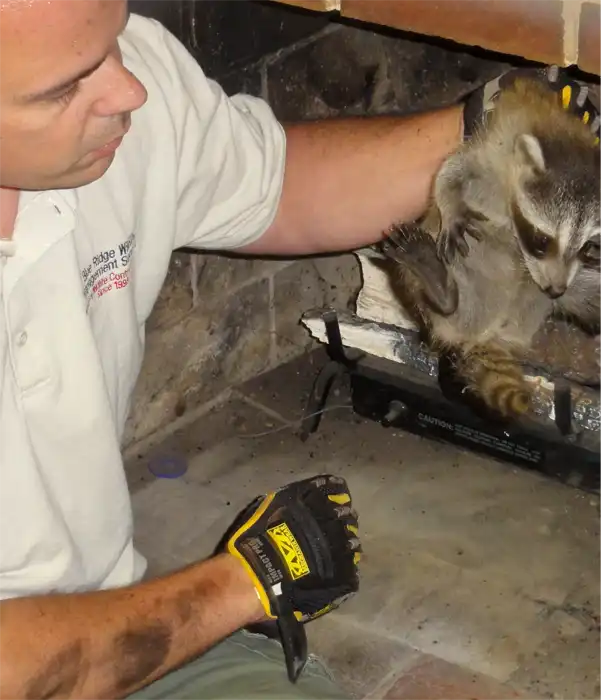 One of our tech after a safe raccoon removal procedure