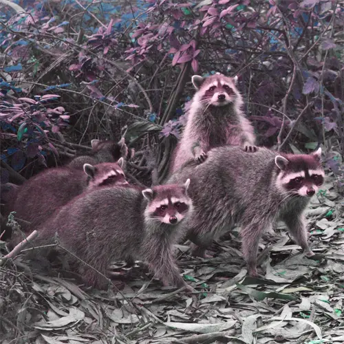 Humane University Park Raccoon Removal 