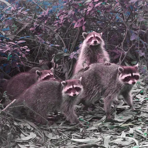 The Common Raccoon A group of raccoons after being relocated after a succesful raccoon removal program