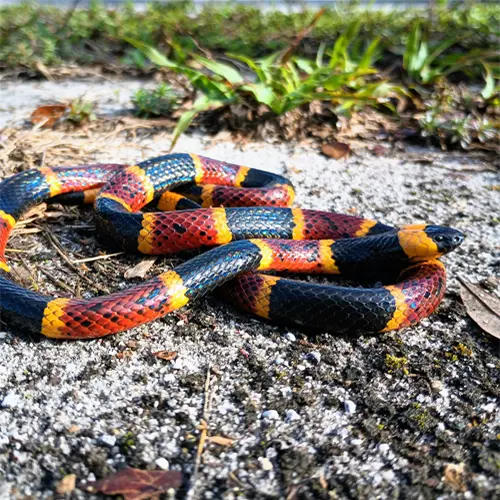 The Eastern Coral Snake
