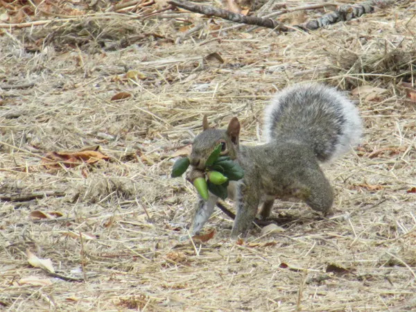 The Eastern Gray Squirrel Eating