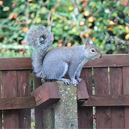 The Eastern Gray Squirrel