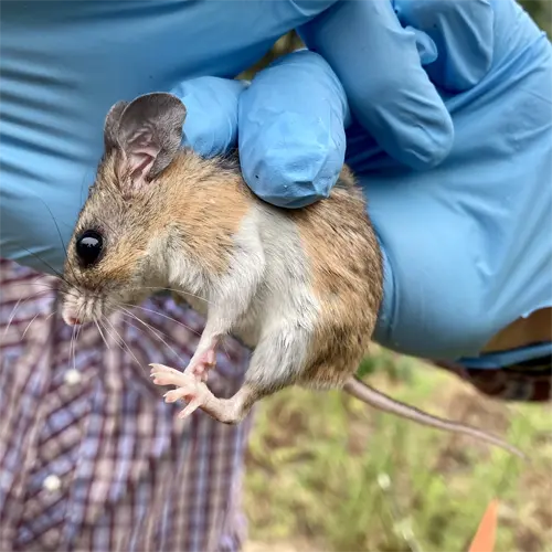 Deer Mice such as this, are major infestors here in Florida, we get Mice removal calls from them all the time