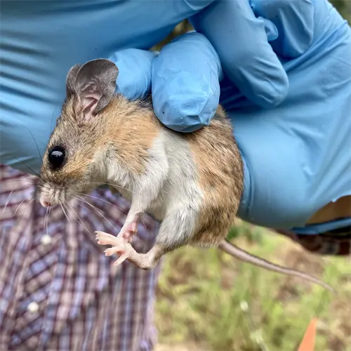 The Florida Deer Mouse Deer Mice such as this, are major infestors here in Florida, we get Mice removal calls from them all the time