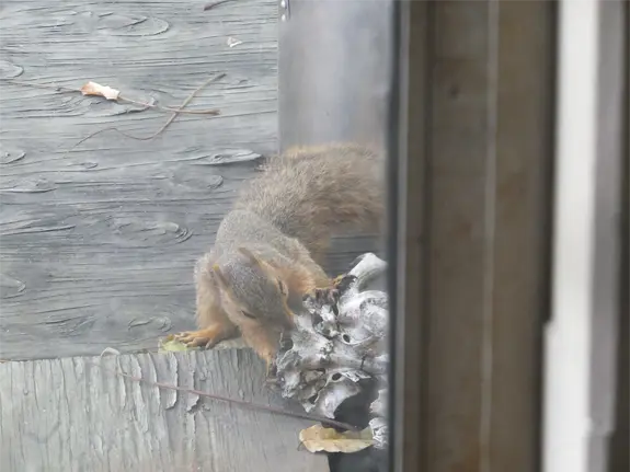 Squirrel Removal in Wabasso, FL 