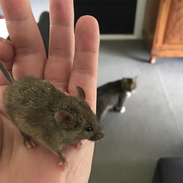 The House Mouse in the Floridian house The House Mouse in the Floridian house