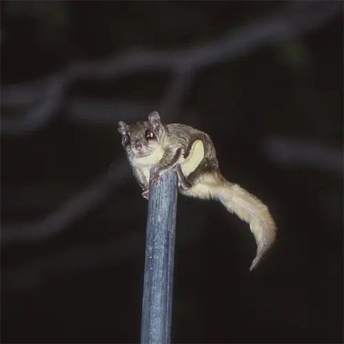The Southern Flying Squirrel