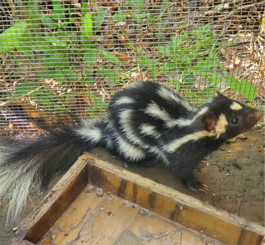 The Spotted Skunk