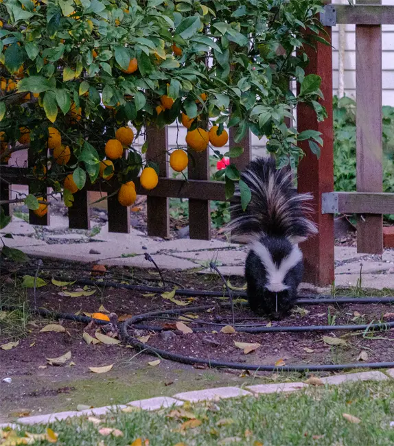 The Striped Skunk eating