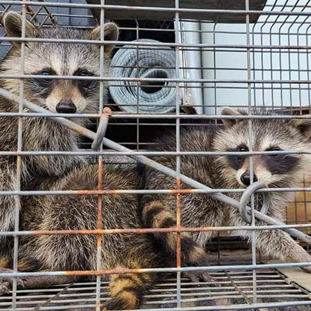 Caught raccoons by one of our florida technicians