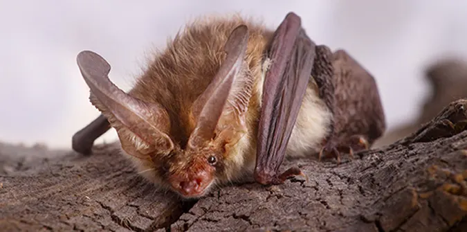 Virginia Big Eared Bat Bat Removal